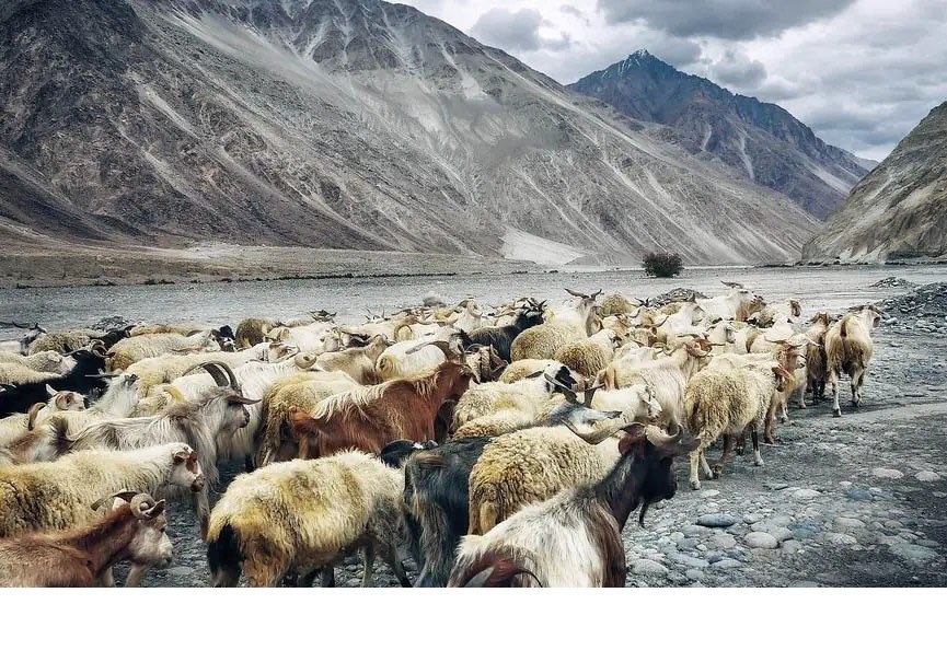 Comprendre le prix du Cachemire : Pourquoi les Pulls en Cachemire sont-ils Si Chers ? Hermine de Pashmina